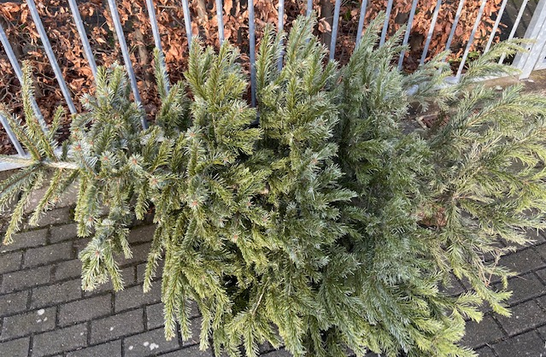 Weihnachtsbaum, Foto: Gemeinde Bad Sassendorf